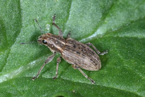 Réf. 264 640 : Sitona puncticollis
